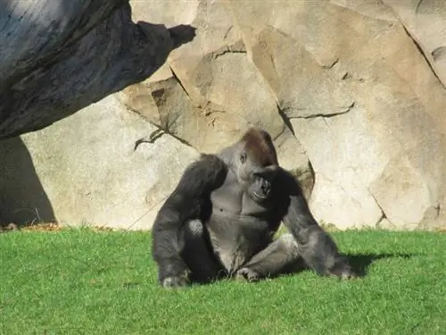 горилла-биопарк