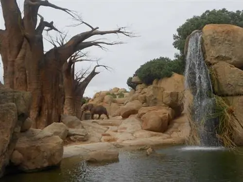 Большой слон на заднем плане