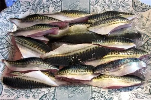 Ирландская скумбрия