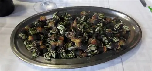 Ракушки в Сидрерии Хорхе