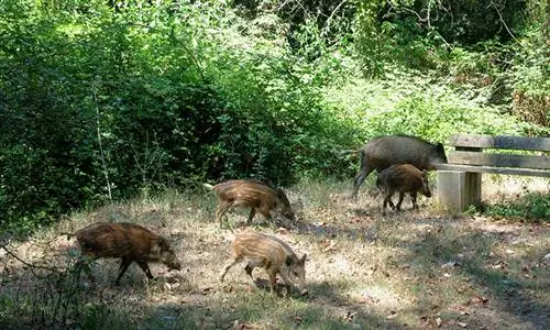 Кабаны, неожиданно разбудившие нас ото сна
