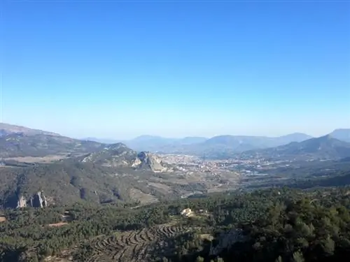 хойя алькой