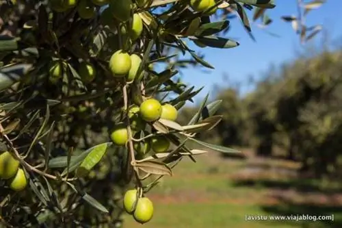 Нефтяной туризм Hacienda Guzmán Sevilla_-24 мин