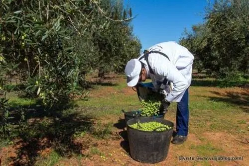 Нефтяной туризм Hacienda Guzmán Sevilla_-25 мин
