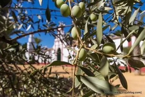 Нефтяной туризм Hacienda Guzmán Sevilla_-30 мин