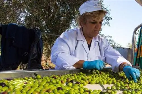 Нефтяной туризм Hacienda Guzmán Sevilla_-32 мин