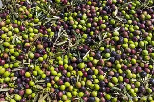 Нефтяной туризм Hacienda Guzmán Sevilla_-31 мин