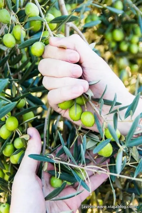 Нефтяной туризм Hacienda Guzmán Sevilla_-27 мин