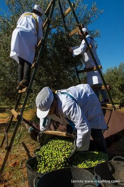 Нефтяной туризм Hacienda Guzmán Sevilla_-26 мин