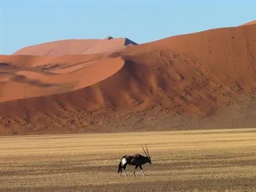 Пустыня_Намибия