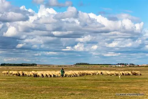 Овцы возле Кесос Кантагруллас