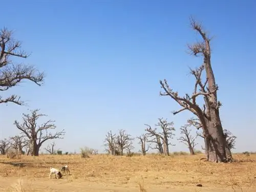 баобабы-козы