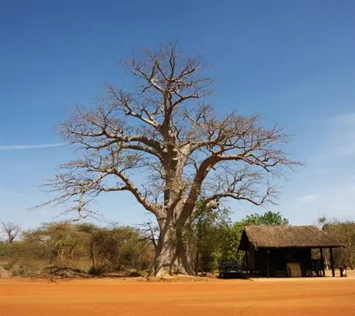 баобаб бандия