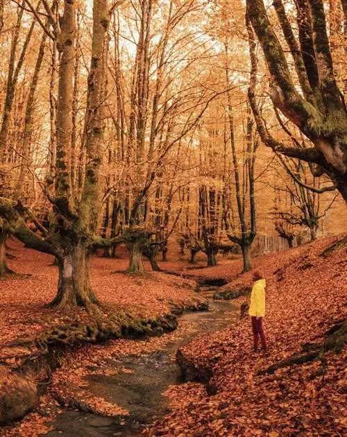 Природный парк Горбеа