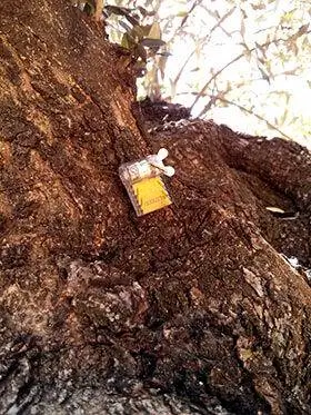 чипсы и оливки