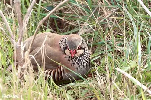 Красная куропатка (Alectoris rufa) в крепости Изабеллы II или Ла Мола на Менорке