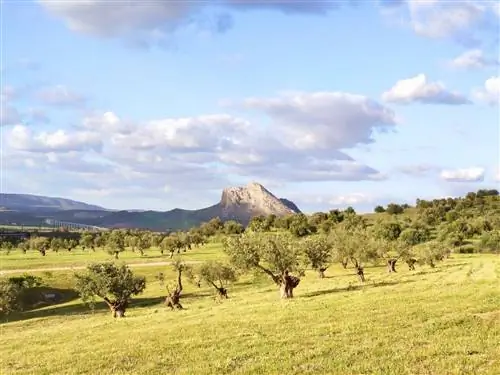 что делать в Антекере