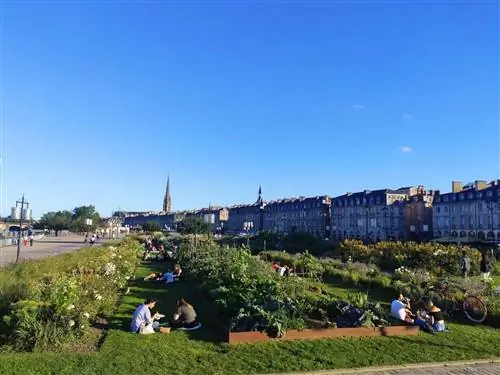 бордовый пирс в саду