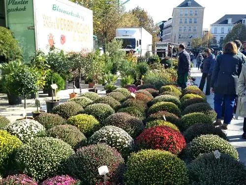 Цветочный рынок