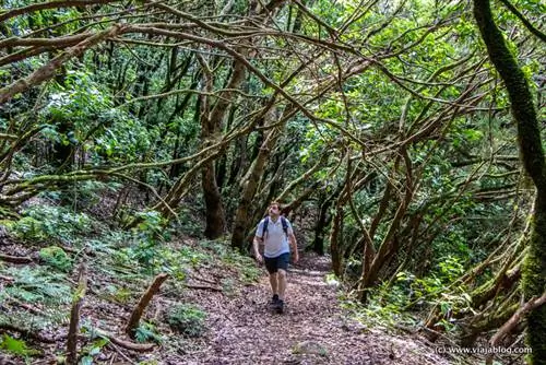 Поход в Анагу, Тенерифе, Канарские острова