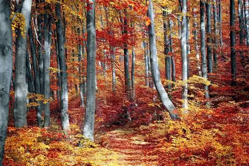 осенний лес
