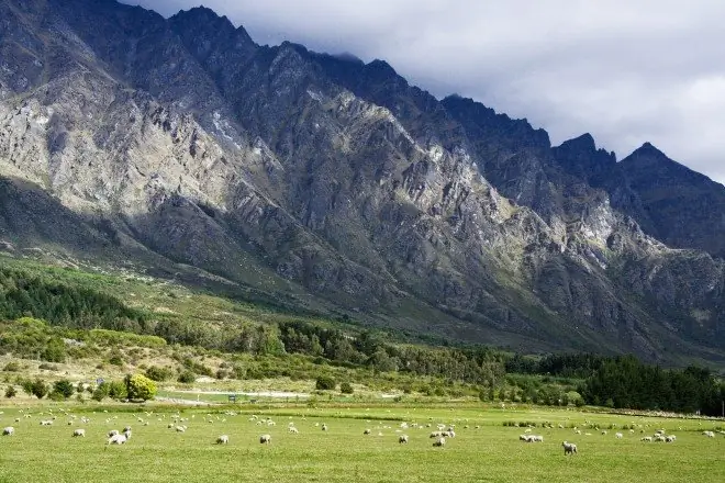 Выпас овец, Новая Зеландия