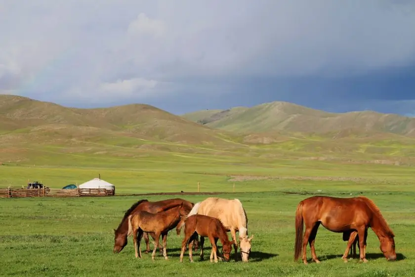 Лошади в монгольской степи