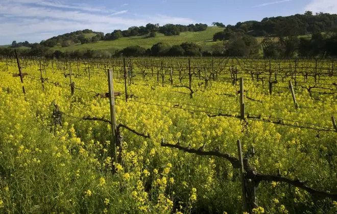 Ешьте по Калифорнии