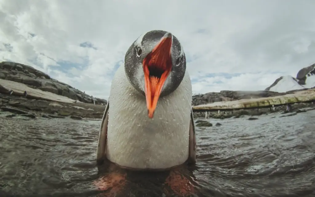 14 самых авантюрных мест для путешествий: пингвин Gentoo в Антарктиде