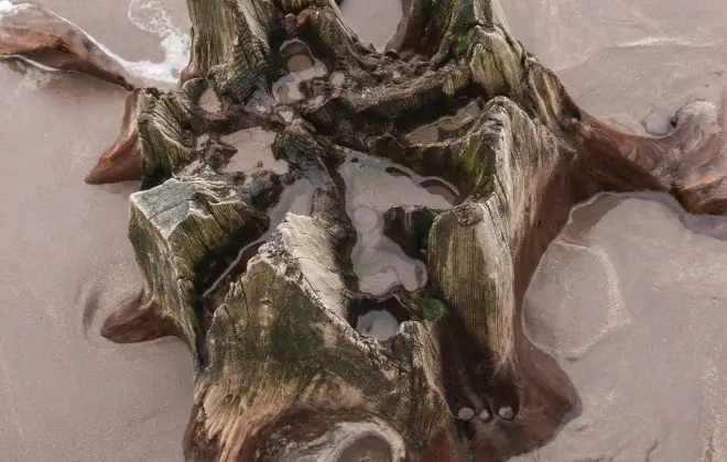 На фотографиях: 4000-летний лес обнаружен в Ирландии