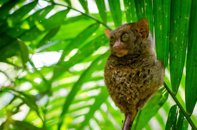Tarsier в Бохоле, Филиппины