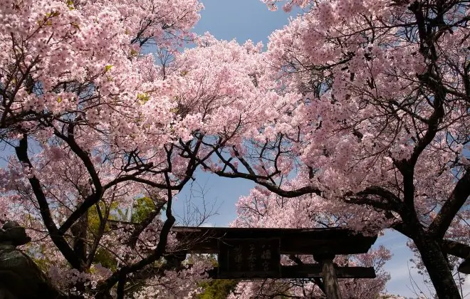 Цветочная волна сакуры, Япония