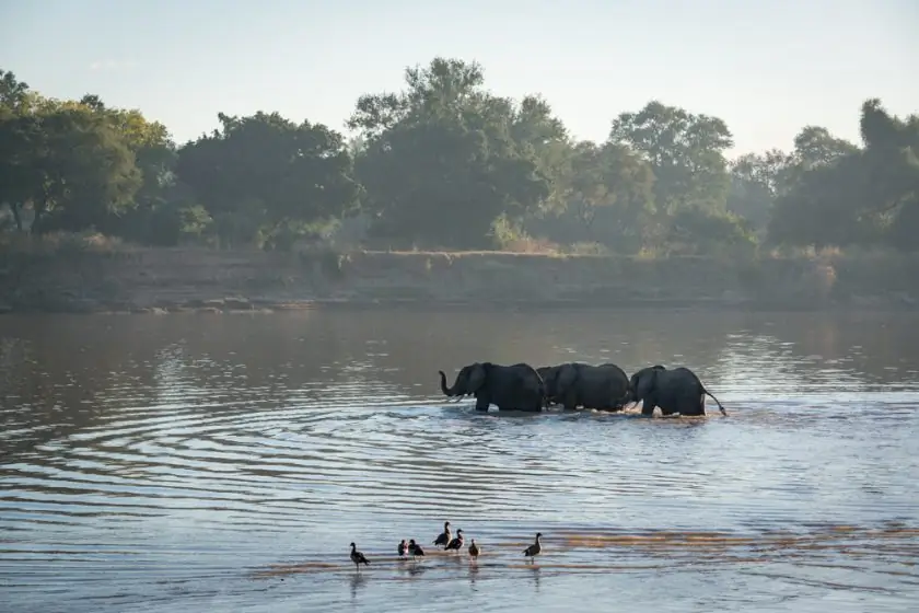 На устойчивом сафари в Южном национальном парке Луангва, Замбия
