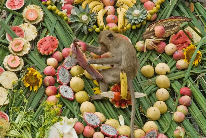 кулинарные фестивали Фестиваль Обезьяньего шведского стола в Лопбури