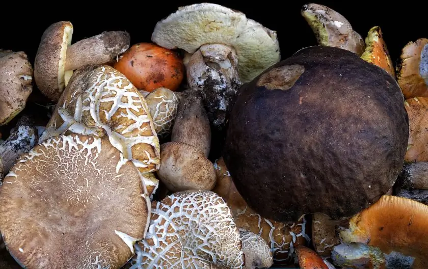 Фестиваль кулинарного ассортимента съедобных грибов разных видов, взятых из фестиваля грибов