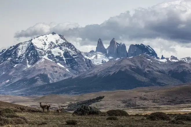 Одинокий гуанако, карликовый в диапазоне Torres del Paine, фотографии Патагонии в Чили