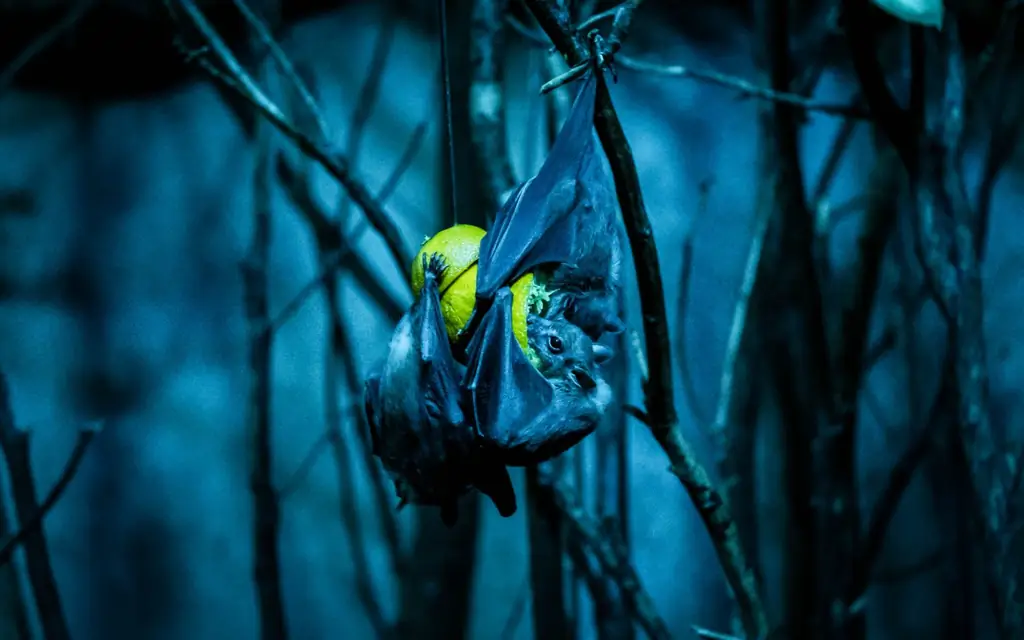 20 незабываемых вещей, которые можно совершить ночью в своих путешествиях: Делайте ставки в темноте, съедая апельсин