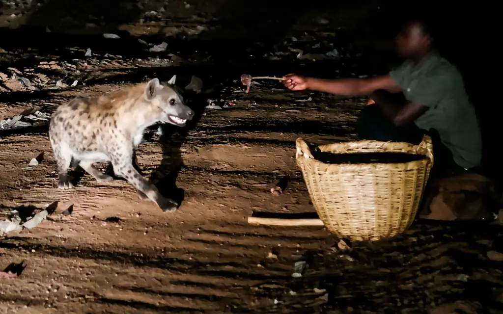 20 незабываемых вещей, которые можно сделать ночью во время путешествий: кормление пятнистых гиен возле Харара, Эфиопия