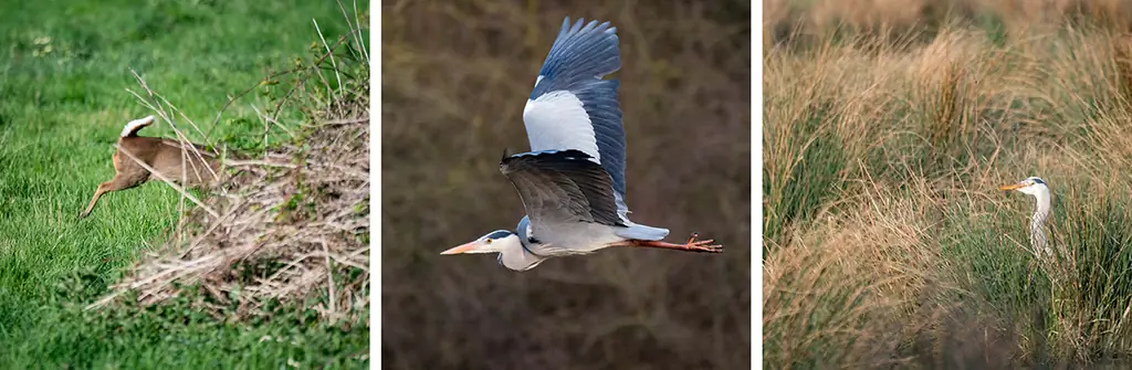 Как овладеть искусством сафари-фотографии