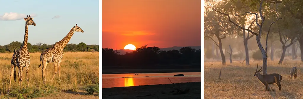 сафари фотография - работа с закатом и восходом солнца