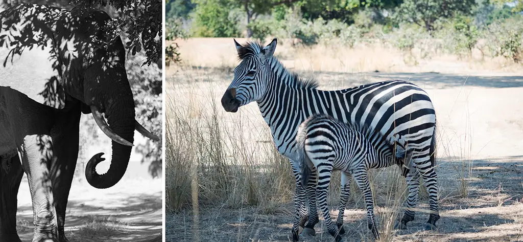 сафари-фотосъемка - съемка под полуденным солнцем