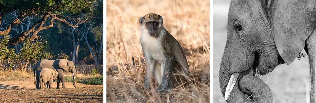 сафари фотография - работа с композицией