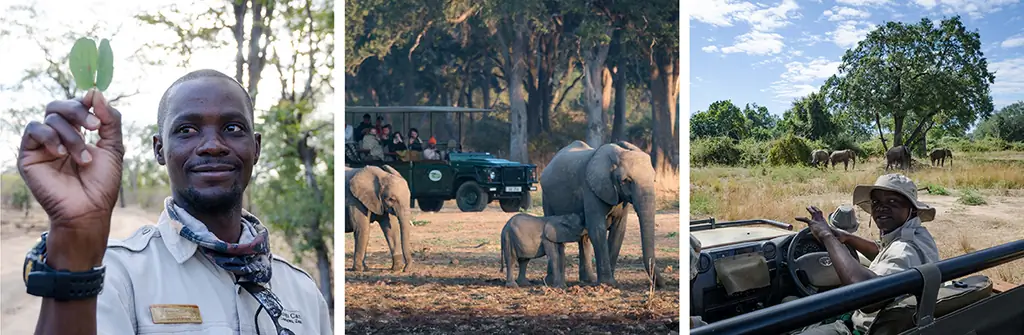 сафари фотография - лучше всего использовать руководство