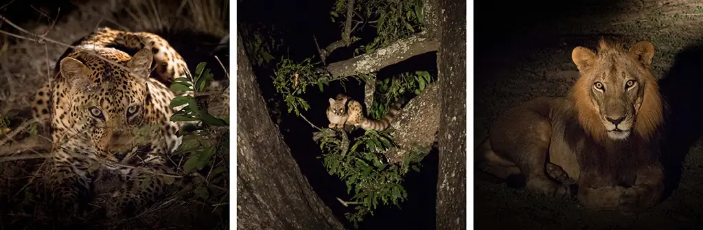 сафари фотография - захват животных ночью