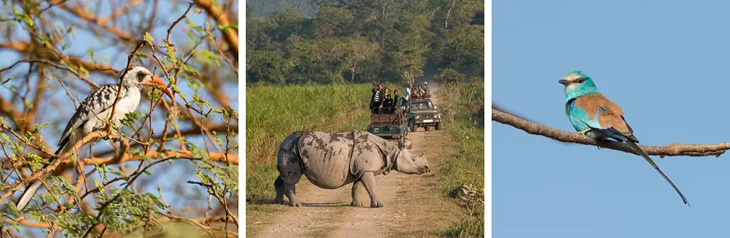 сафари фотография - узнайте о сохранении