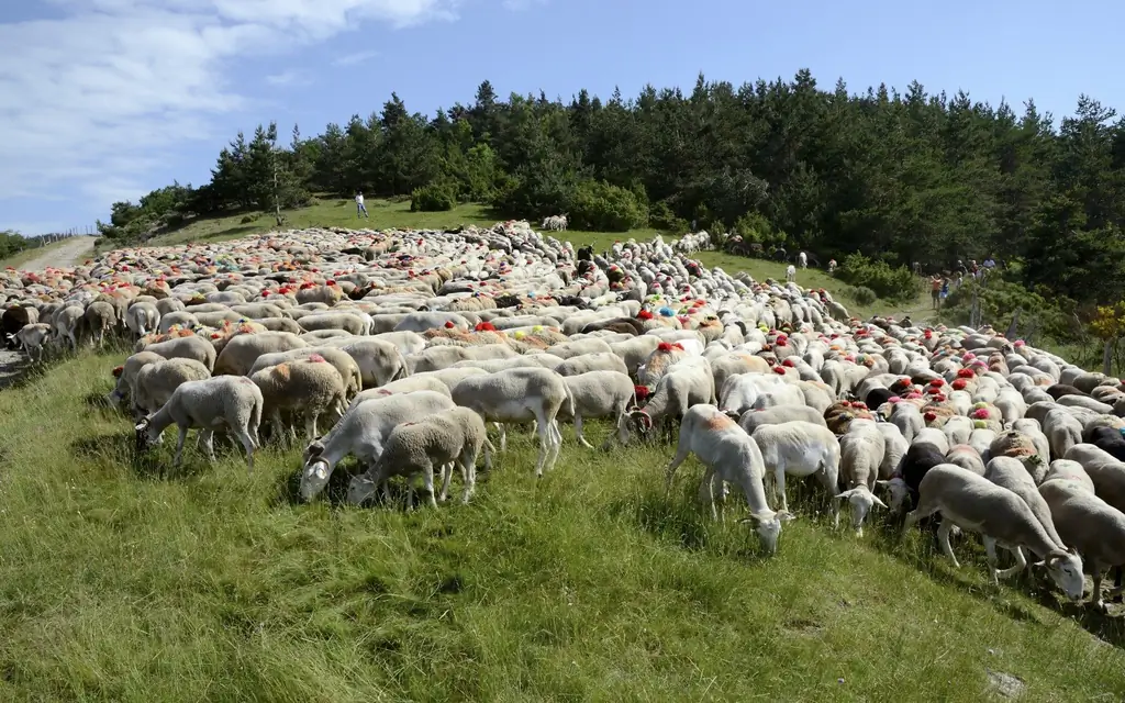 Transhumance, Франция