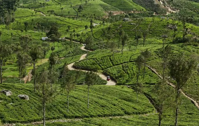 Просмотр английского овощей в азиатских холмах, Шри-Ланка