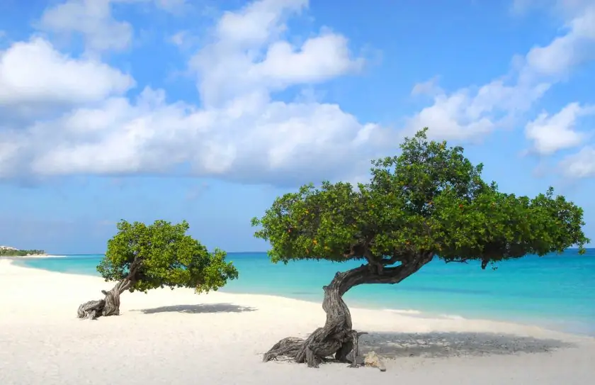10 лучших пляжей на Карибах: Divi Dive Trees на береговой линии Игл-Бич в Арубе