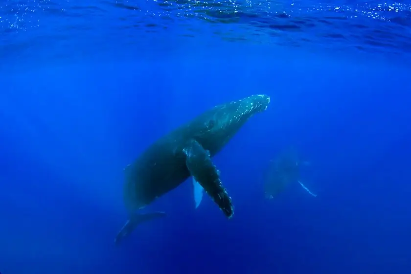 Humpback whale underwater in Maui Hawaii