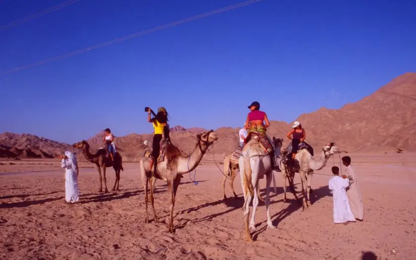 Slow travel - part two: Egypt: Camel-ride through Nabq Nature Reserve in Sinai-Desert